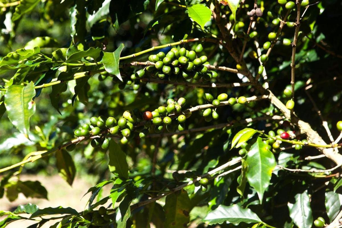 Recanto Dos Cafezais Bueno Brandão Kültér fotó