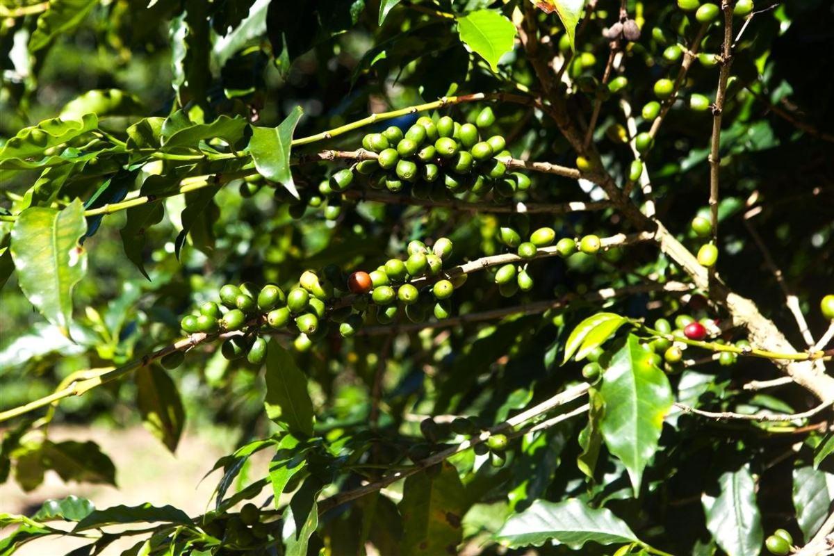 Recanto Dos Cafezais Villa Bueno Brandão Kültér fotó